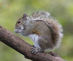 Image of a squirrel sitting in a tree