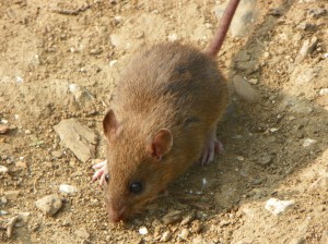 mice