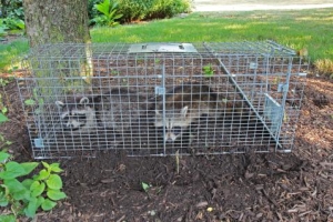 Image of caged raccoons
