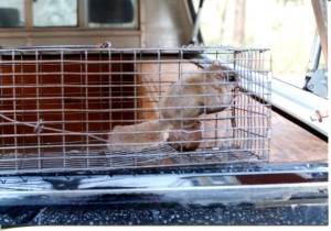 Flying Squirrel Removal